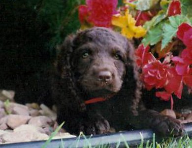Fonte/Autor: Nomas American Water Spaniels , Licença: CC BY 2.0