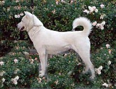 Fonte/Autor: Sabine, user of DogWiki,
