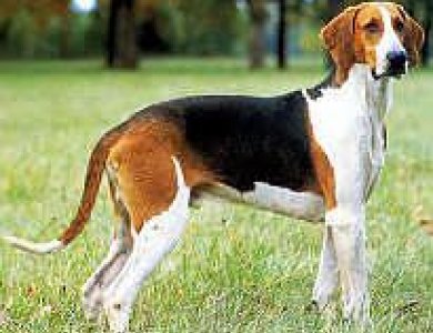 Fonte/Autor: Werner (Dogwiki),