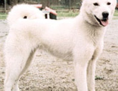 Fonte/Autor: Sysop, WikiDog,