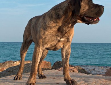 Fonte/Autor: Canecorsodog, Licença: GFDL, CC-BY-SA 3.0