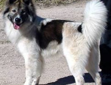 Fonte/Autor: Dogster.com,