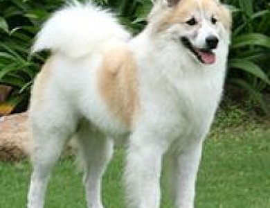 Fonte/Autor: Worldlydogs.com,